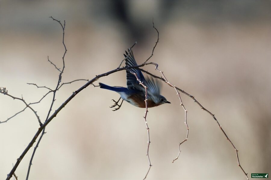 A blue bird is sitting on a branch.