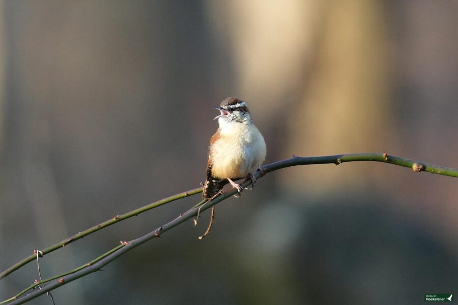 A bird perched on a twig.