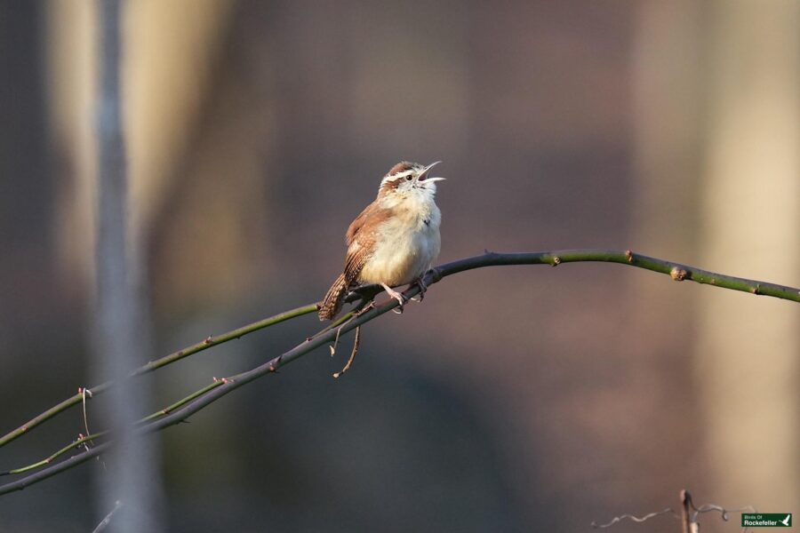 A bird sitting on a branch.