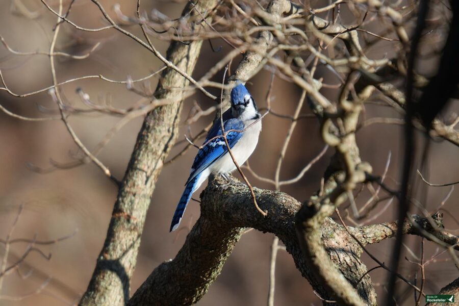 A blue bird perched on a branch.