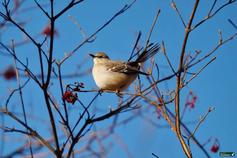 A bird perched on a branch with berries.