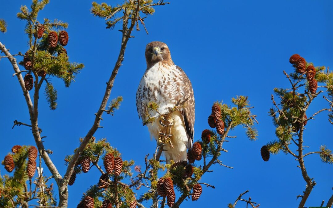 Red-Tailed Hawks – Rockefeller State Park Preserve