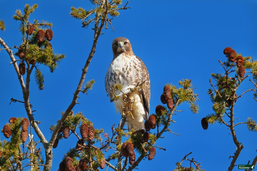 A red tailed hawk perched in a tree.