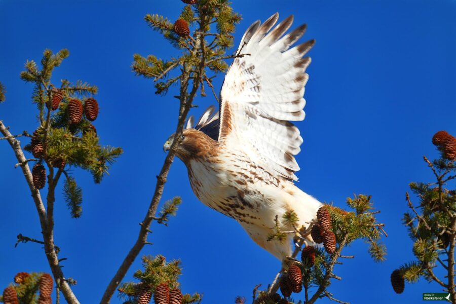 A red tailed hawk is perched in a pine tree.