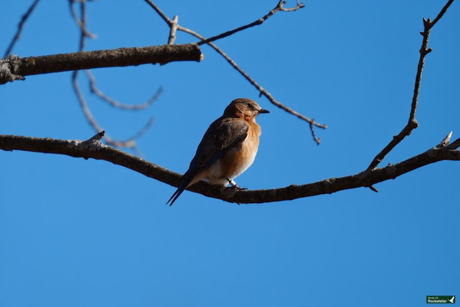 A bird perched on a bare tree branch.