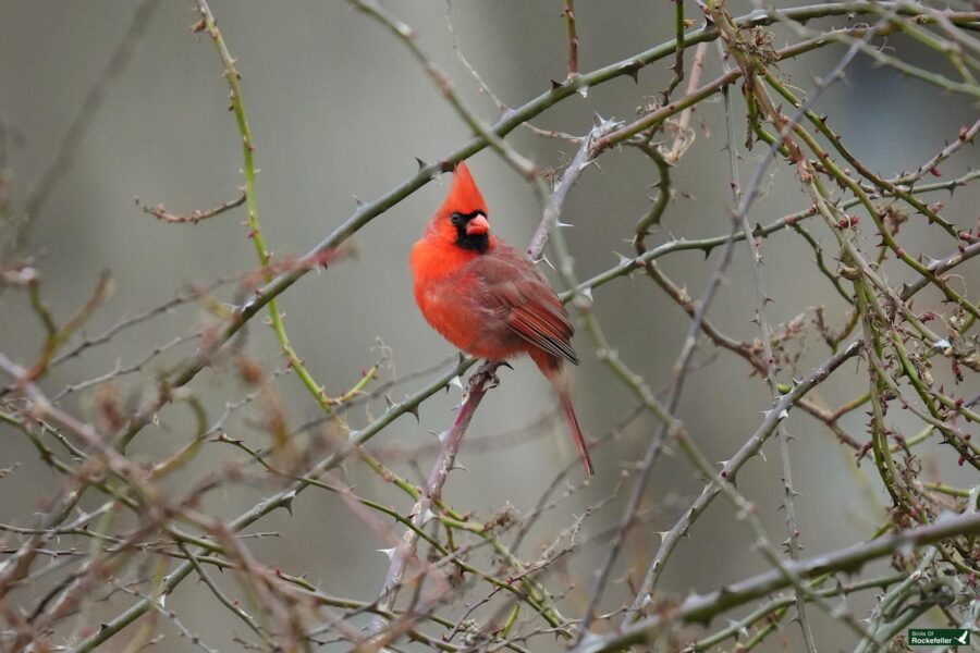 A cardinal on a branch.