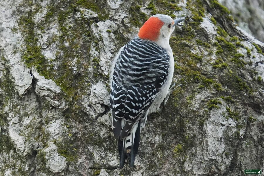 A red-bellied woodpecker on a tree.