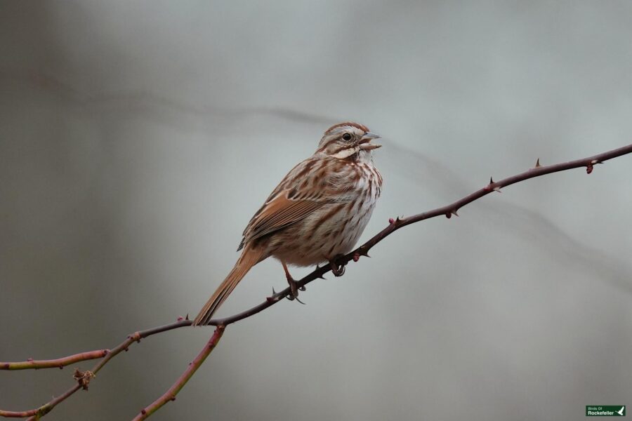 A bird on a branch.