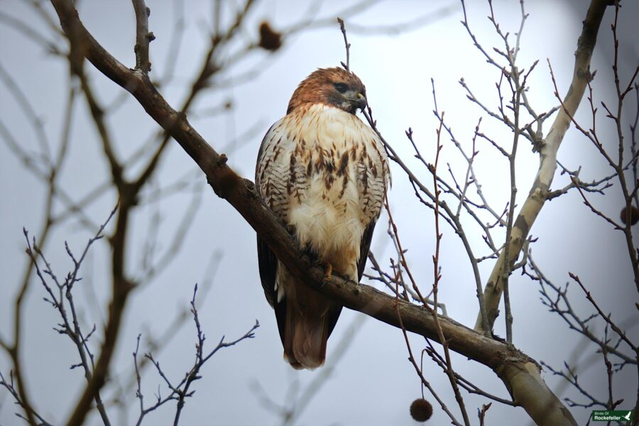 A red-tailed hawk sitting on a branch.