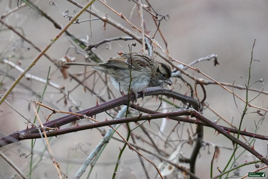 A small bird perched on a branch with twigs.