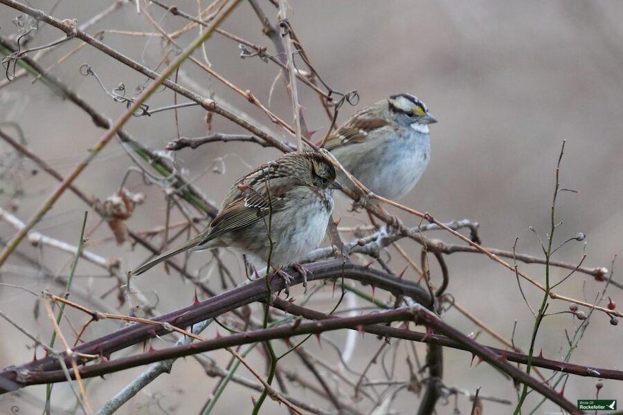 Two birds perched on a branch with twigs.