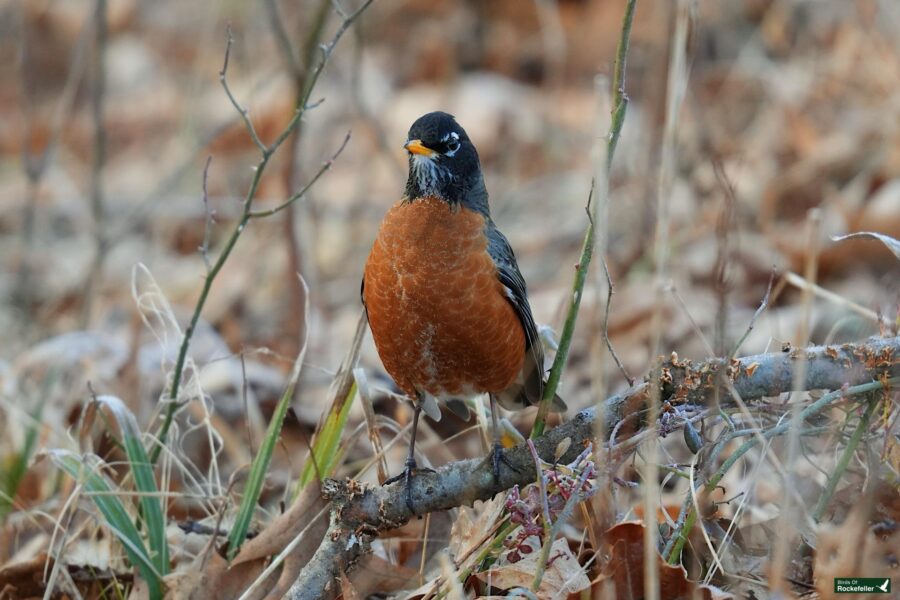 A robin perched on a branch in a field.