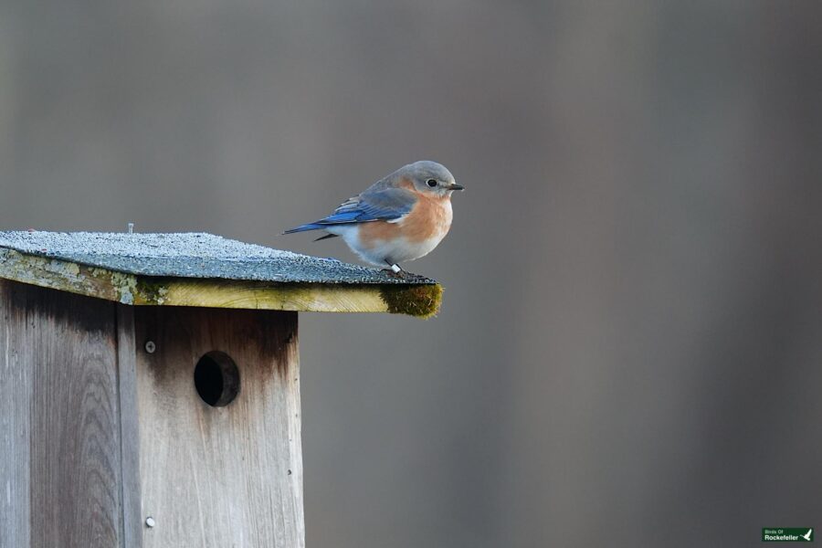 A blue bird perched on top of a wooden birdhouse.