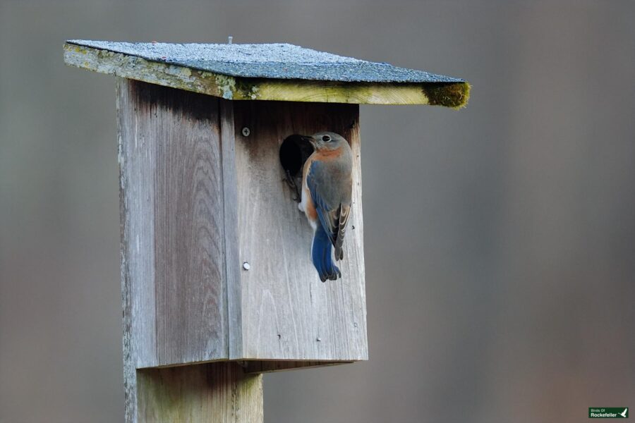 A bluebird perched on top of a wooden birdhouse.