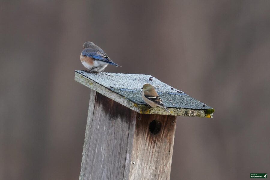 Two birds sitting on top of a wooden birdhouse.