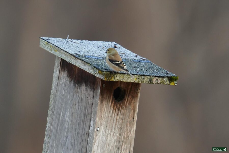 A small bird perched on top of a wooden birdhouse.