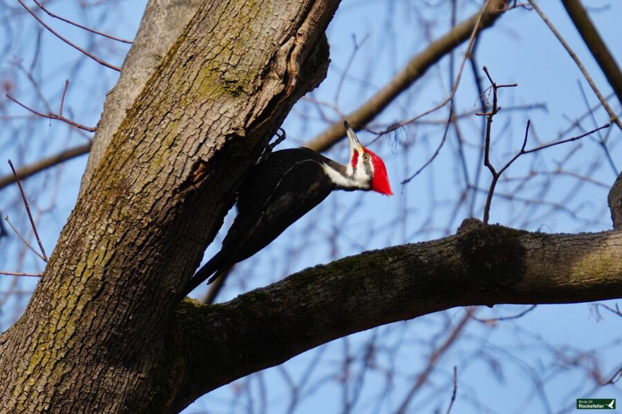 A bird is perched on a tree branch.