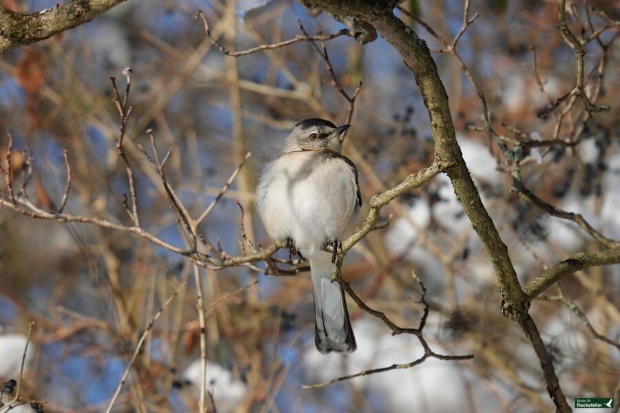 A bird is sitting on a branch in the snow.