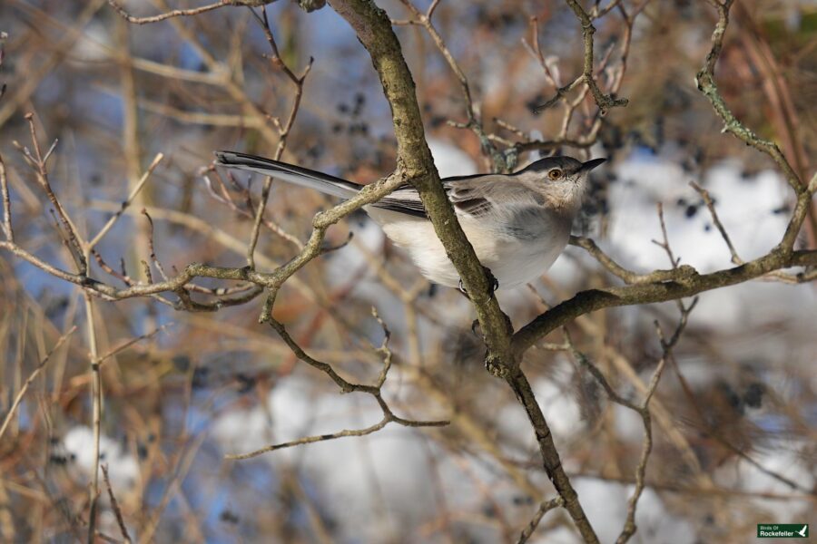 A bird perched on a branch.