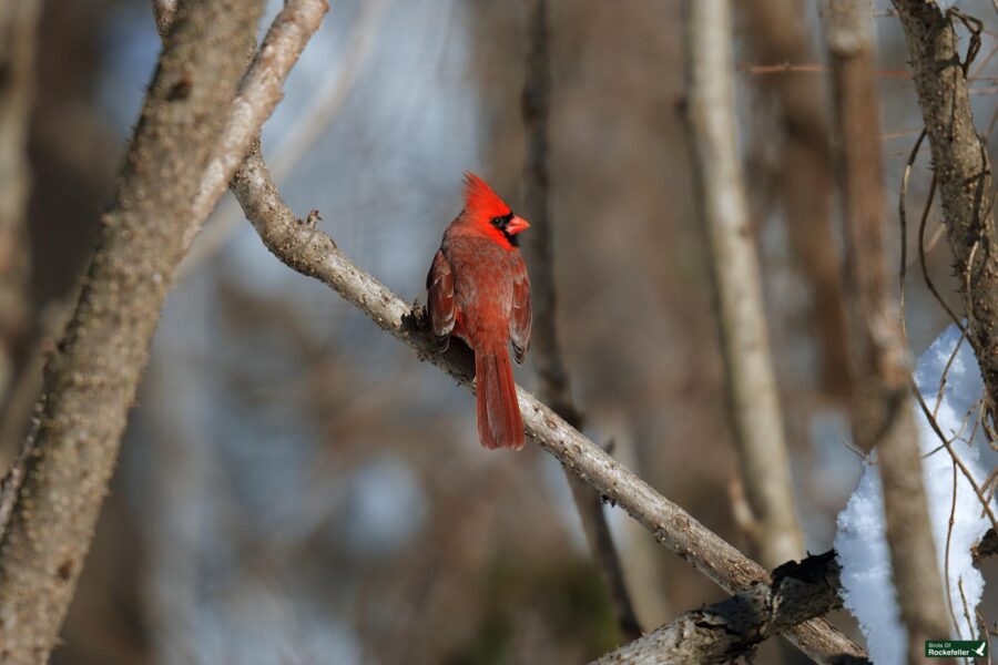 A red cardinal perched on a tree branch.