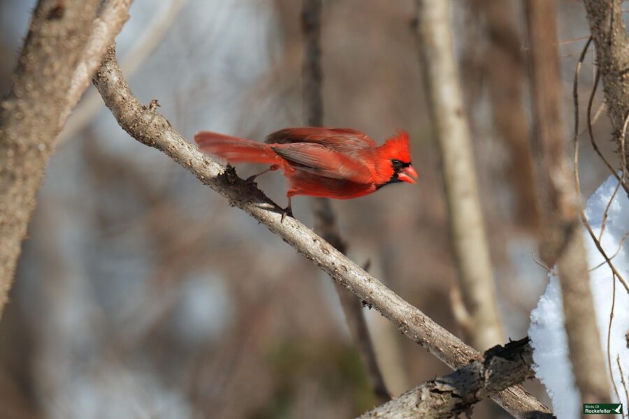 A red cardinal perched on a branch in the snow.