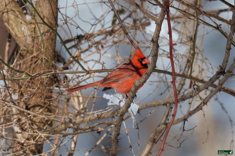 A red cardinal perched on a branch in the snow.