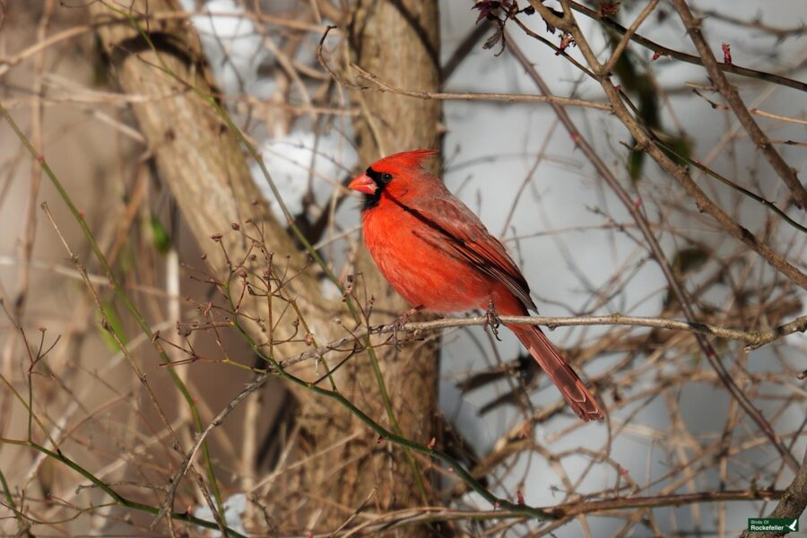 A red cardinal perched on a branch.