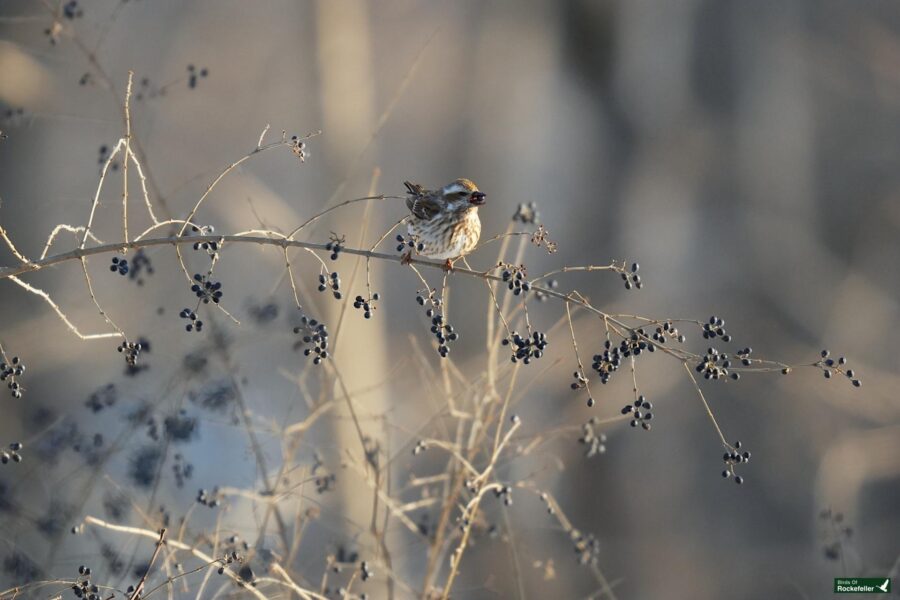 A bird on a branch.