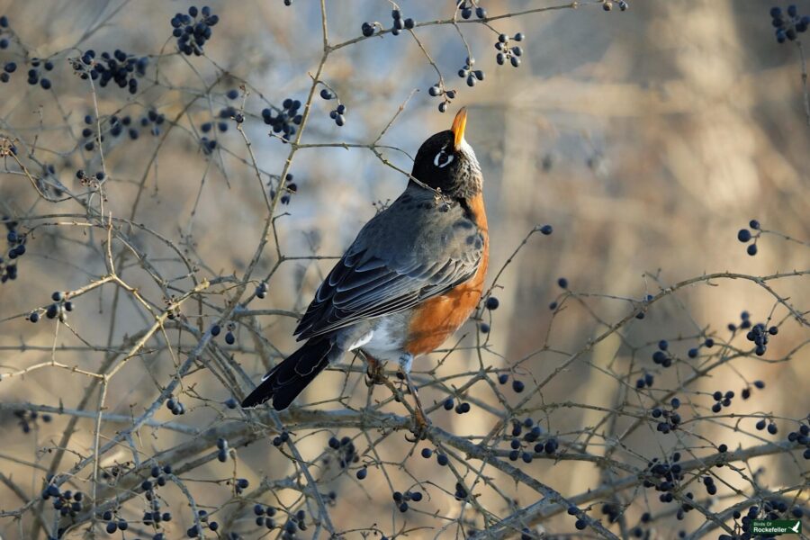 A bird on a tree branch.