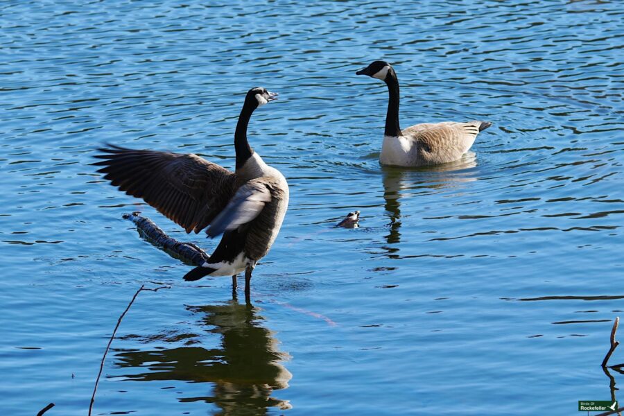 A pair of geese in a body of water.