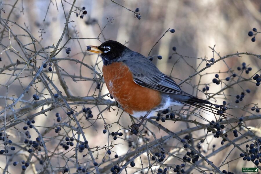 A bird sitting on a tree branch.