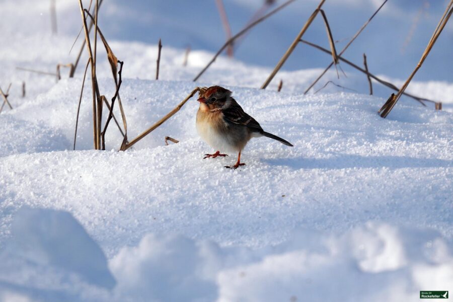 A bird standing in the snow.