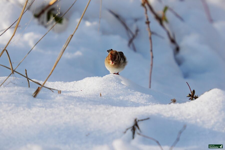 A bird standing on snow.