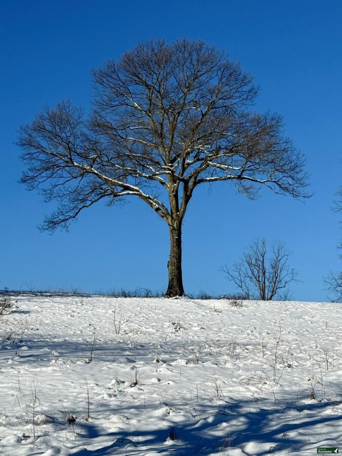 A tree in a snowy field.