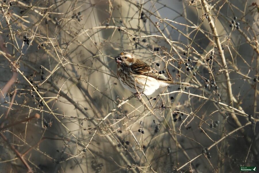 A small bird perched on a branch.