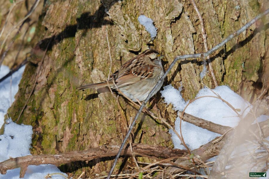 A bird perched on a tree trunk.