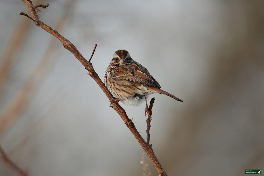 A bird sitting on a branch.