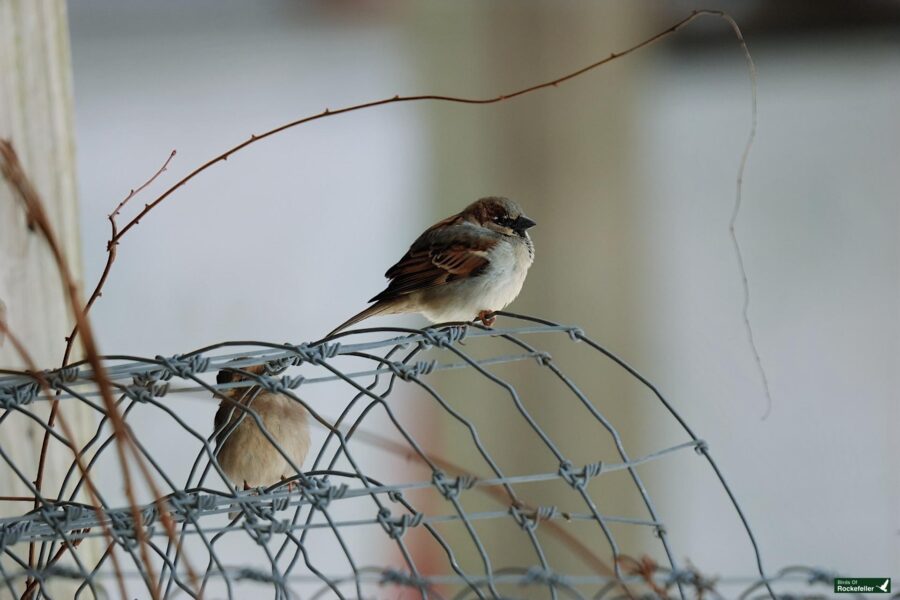 Two sparrows perched on a wire fence.