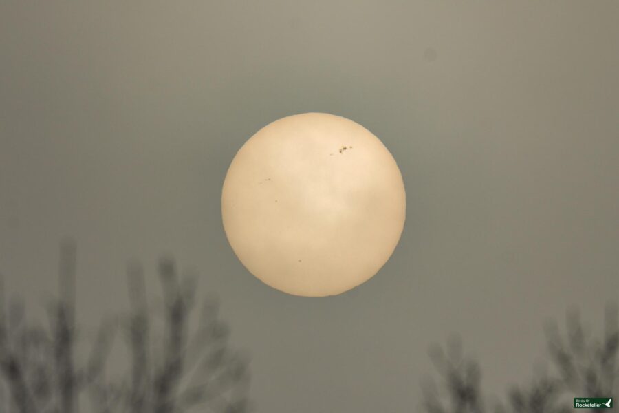 A white ball in the sky with trees in the background.