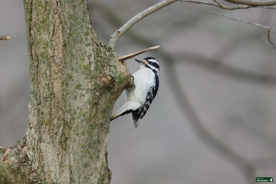 A white-throated woodpecker perched on a tree branch.