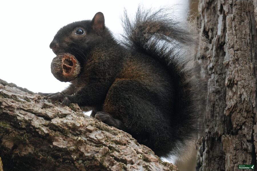 A black squirrel with a nut in its mouth.