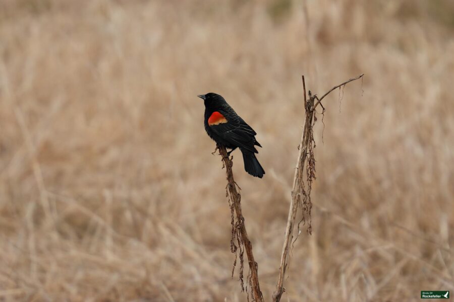 Red-winged blackbird perched on dry grass.