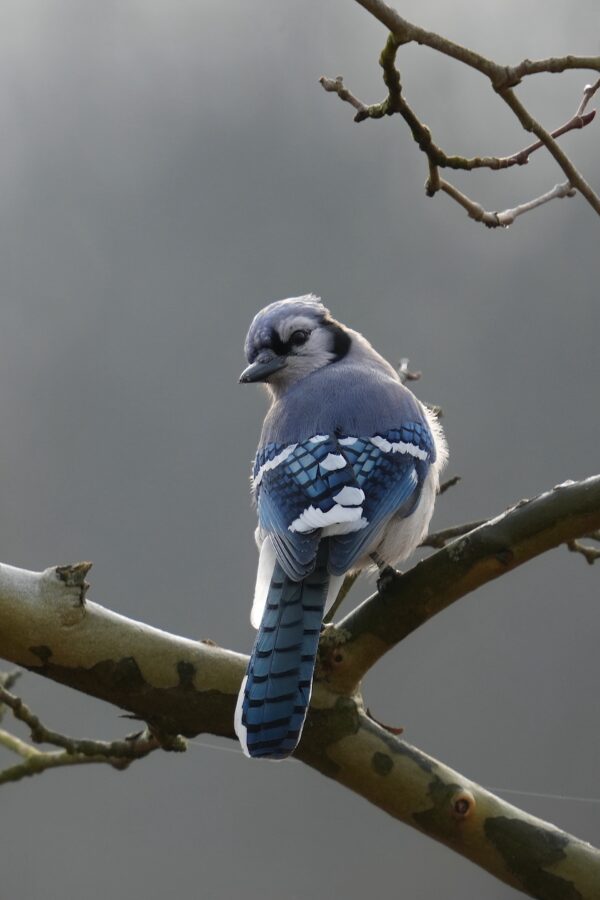 A blue jay is sitting on a branch.