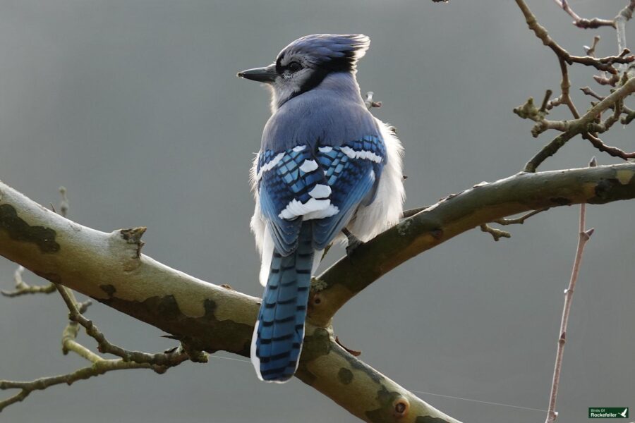 A blue jay is sitting on a branch.