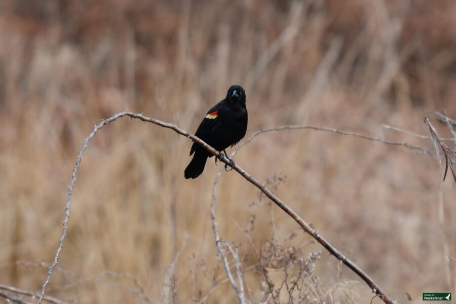 A black bird perched on a twig in a field.