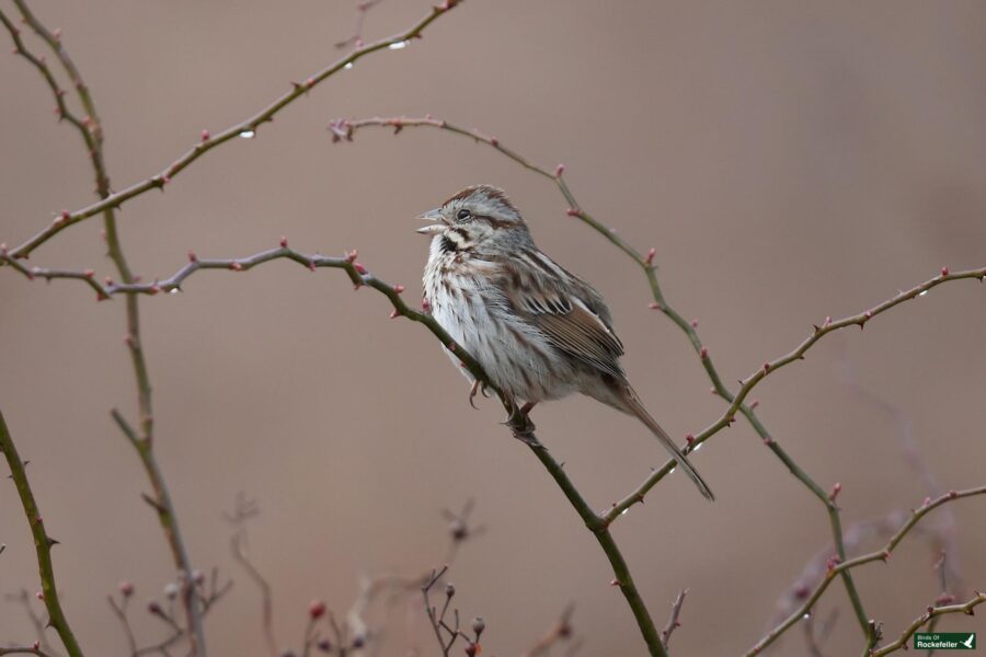 A small bird perched on a branch.