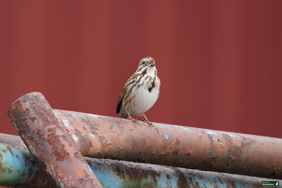 A bird perched on top of a metal pipe.