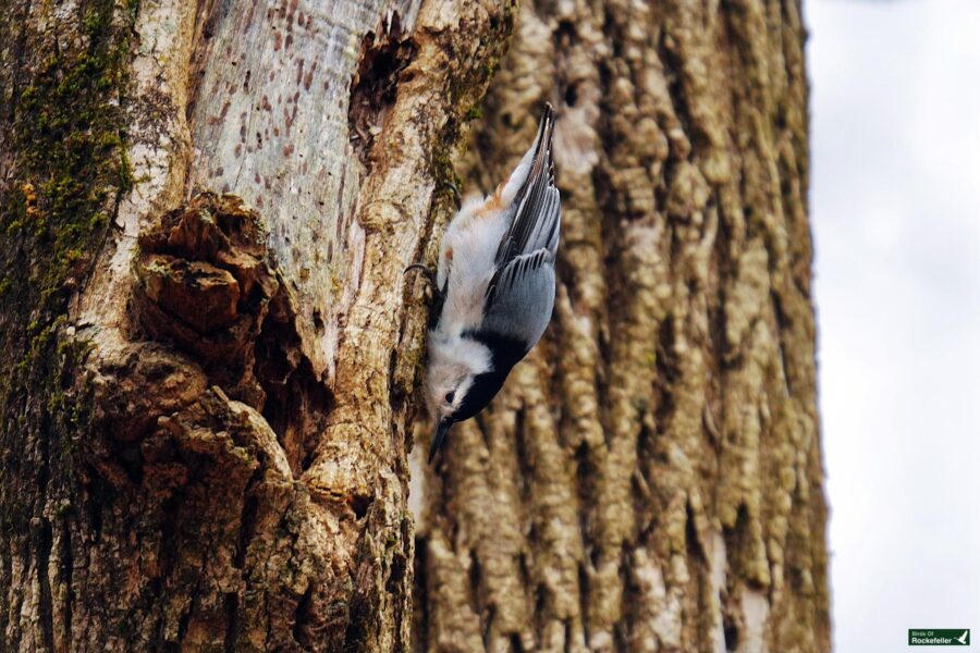 A bird is perched on the side of a tree.