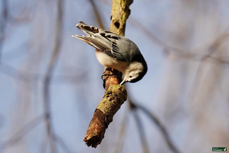 A bird perched on a branch.