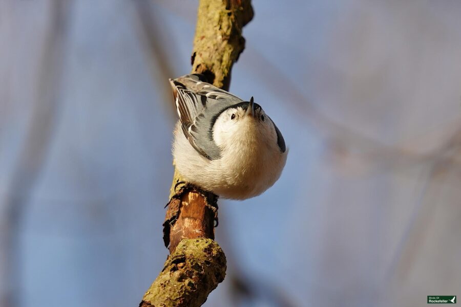 A white and gray bird perched on a branch.